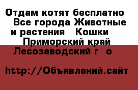 Отдам котят бесплатно  - Все города Животные и растения » Кошки   . Приморский край,Лесозаводский г. о. 